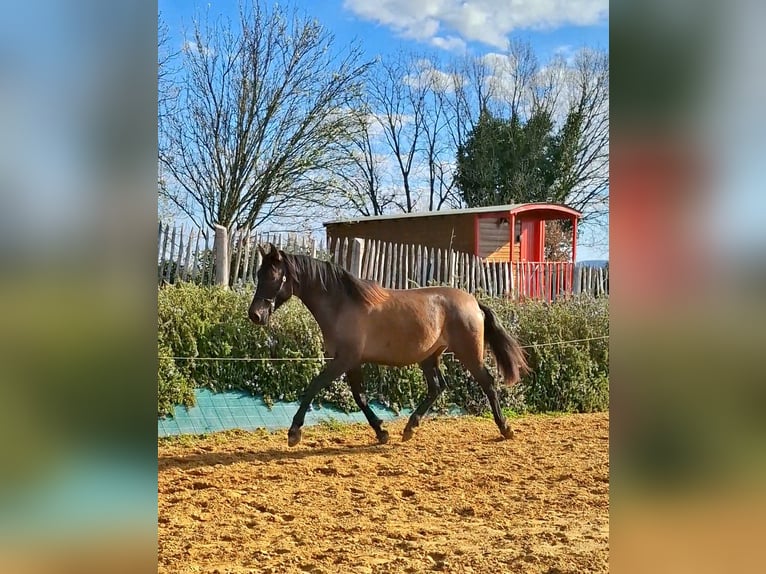 PRE Croisé Jument 2 Ans 155 cm Gris (bai-dun) in Duffort