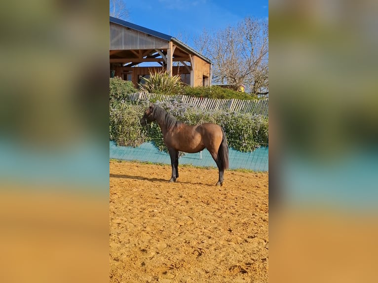 PRE Croisé Jument 2 Ans 155 cm Gris (bai-dun) in Duffort