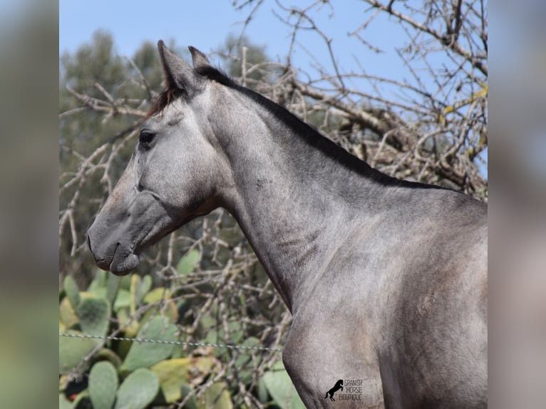 PRE Jument 2 Ans 155 cm Gris in Mallorca