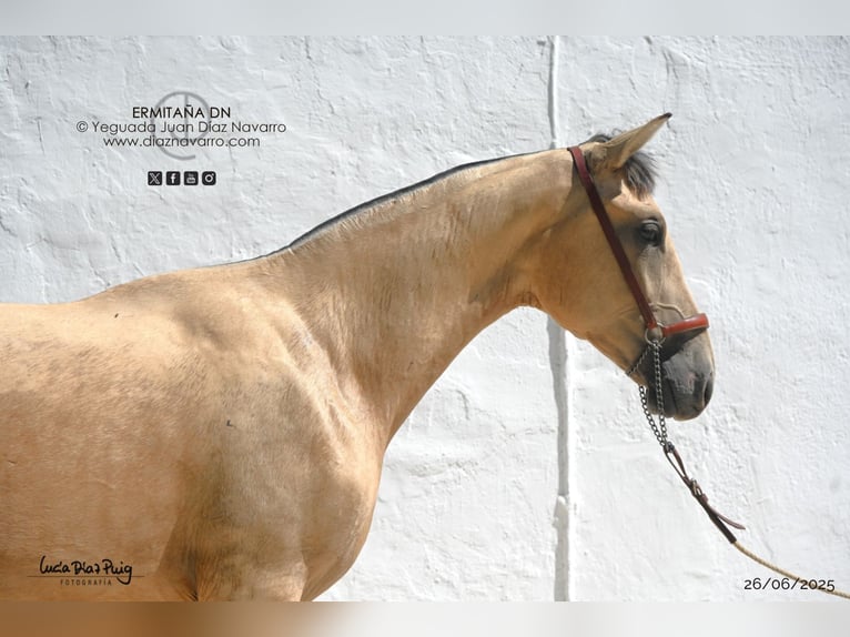 PRE Jument 2 Ans 155 cm Isabelle in Arjona