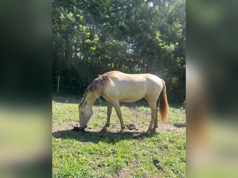 PRE Croisé Jument 2 Ans 155 cm Perle in Växjö