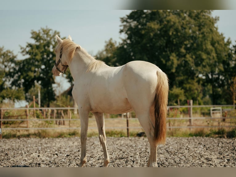 PRE Jument 2 Ans 155 cm Perlino in Bourtange