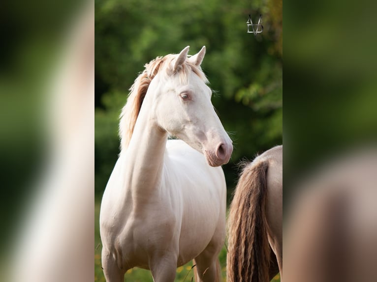 PRE Jument 2 Ans 158 cm Cremello in La Vespière-Friardel