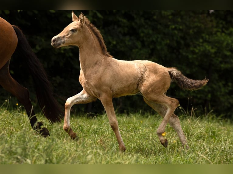 PRE Croisé Jument 2 Ans 160 cm Buckskin in Feuchtwangen