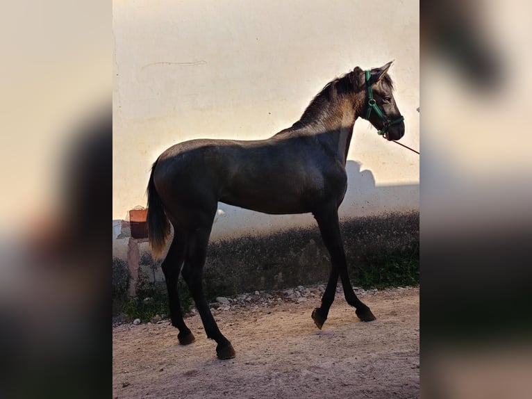 PRE Jument 2 Ans 160 cm Gris in L&#39;Alcúdia