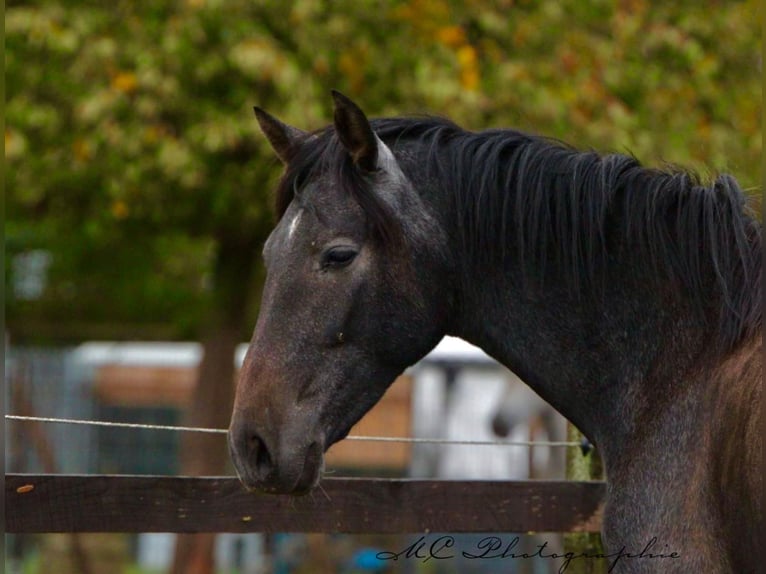 PRE Jument 2 Ans 160 cm Gris noir in Brandis