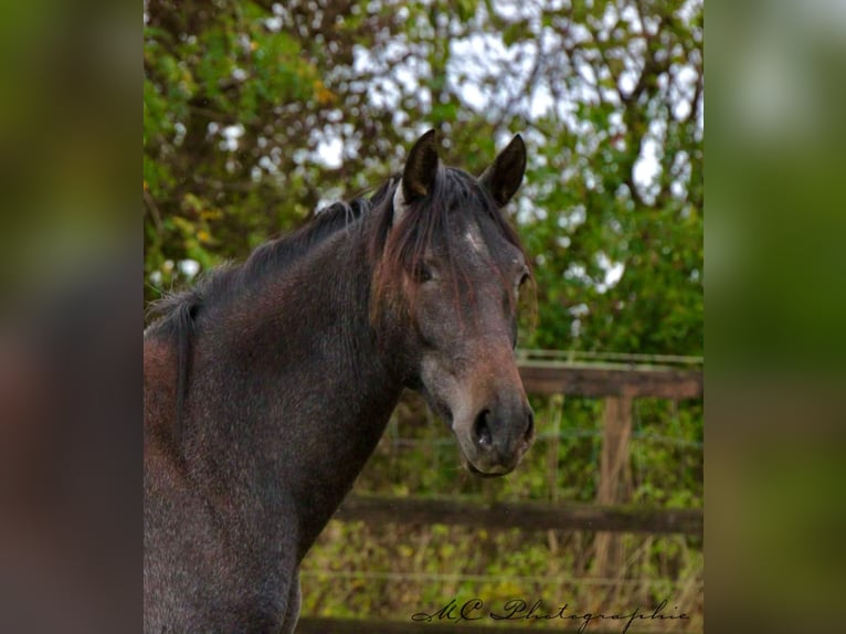 PRE Jument 2 Ans 160 cm Gris noir in Brandis