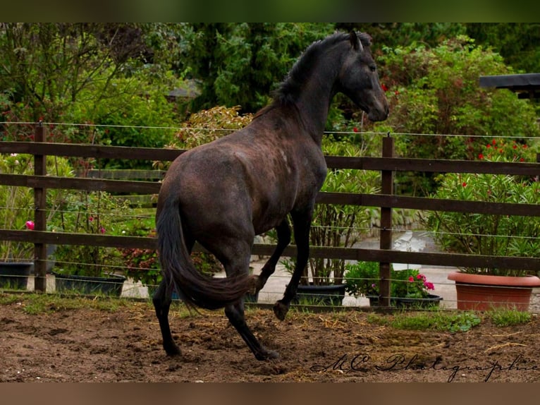 PRE Jument 2 Ans 160 cm Gris noir in Brandis