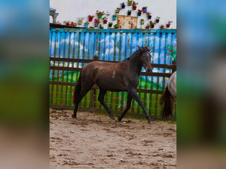 PRE Jument 2 Ans 160 cm Gris noir in Brandis