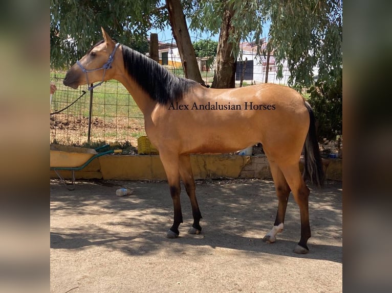 PRE Croisé Jument 2 Ans 160 cm Isabelle in Sevilla