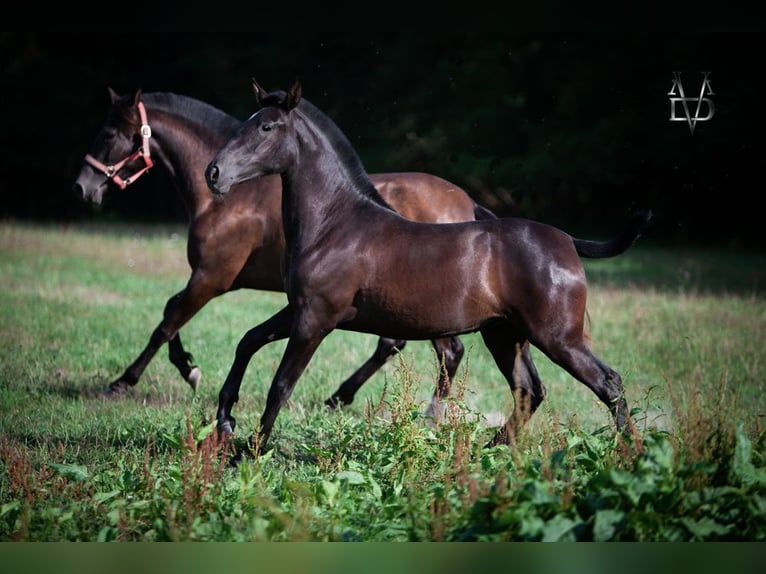 PRE Croisé Jument 2 Ans 160 cm Noir in La Vespière-Friardel