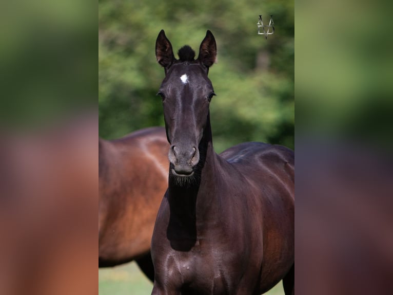 PRE Croisé Jument 2 Ans 160 cm Noir in La Vespière-Friardel