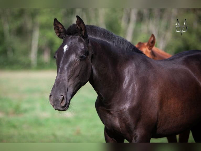 PRE Croisé Jument 2 Ans 160 cm Noir in La Vespière-Friardel