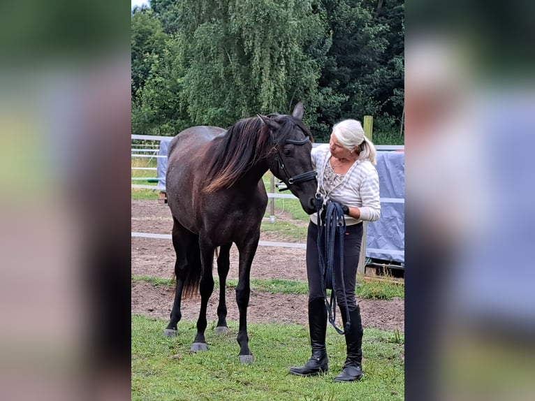 PRE Croisé Jument 2 Ans 160 cm Peut devenir gris in Munster