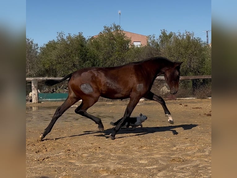 PRE Croisé Jument 2 Ans 161 cm Bai in vejer de la frontera
