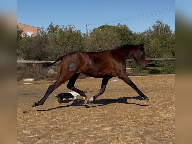 PRE Croisé Jument 2 Ans 161 cm Bai in vejer de la frontera