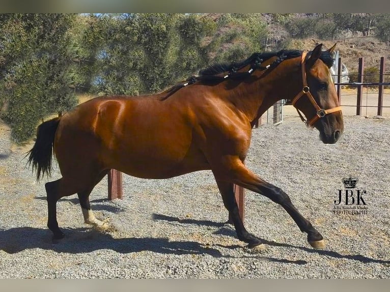 PRE Jument 2 Ans 161 cm Bai in Tabernas Almeria