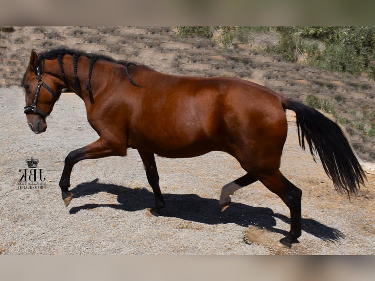 PRE Jument 2 Ans 161 cm Bai in Tabernas Almeria