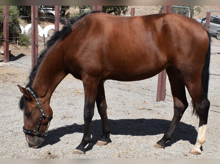 PRE Jument 2 Ans 161 cm Bai in Tabernas Almeria