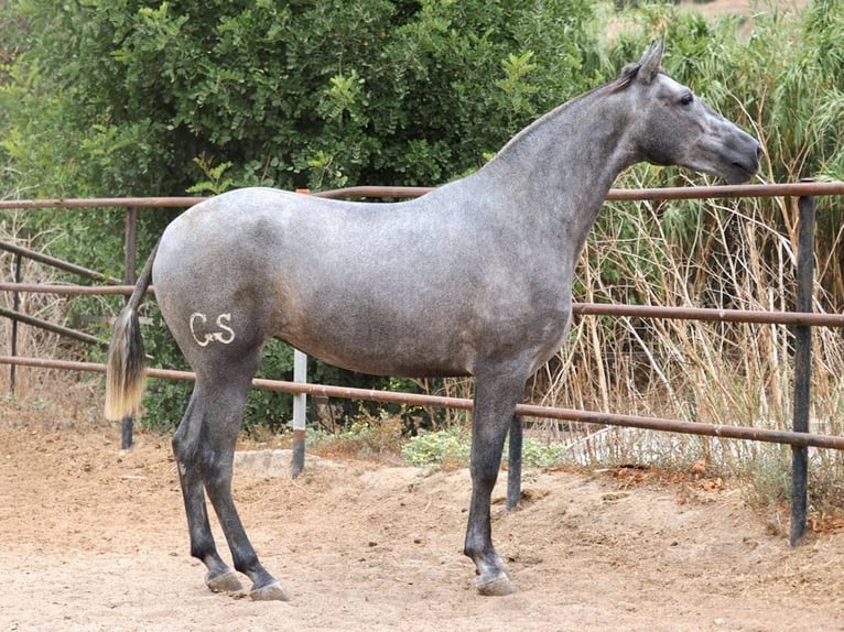 PRE Croisé Jument 2 Ans 162 cm Gris in NAVAS DEL MADRONO