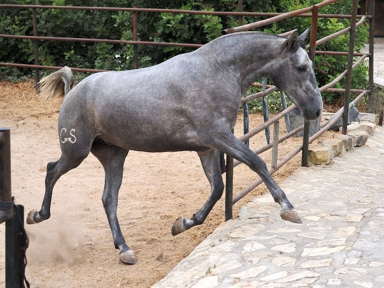 PRE Croisé Jument 2 Ans 162 cm Gris in NAVAS DEL MADRONO