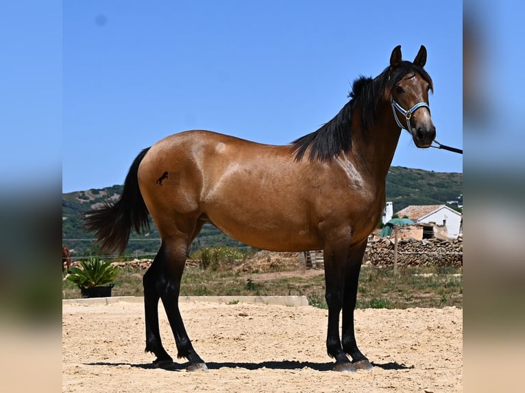 PRE Croisé Jument 2 Ans 162 cm Isabelle in Menorca