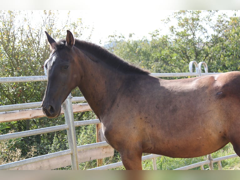 PRE Croisé Jument 2 Ans 162 cm Noir in Brauweiler