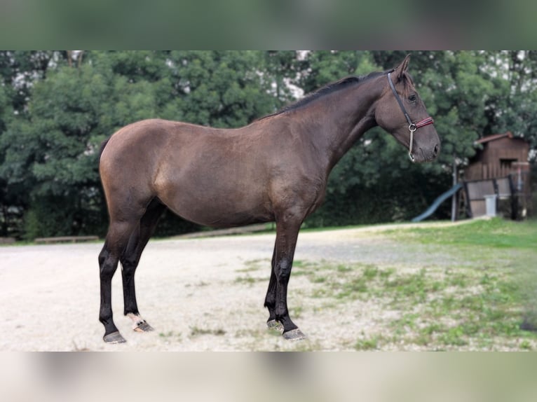 PRE Croisé Jument 2 Ans 162 cm Noir in CAUMONT PRE Croisé Jument 2 Ans 162 cm Noir in CAUMONT