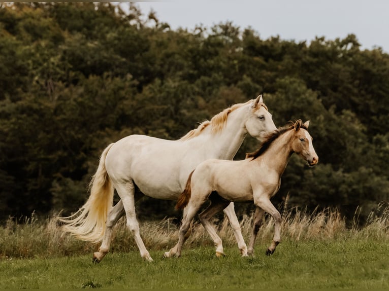 PRE Jument 2 Ans 163 cm Gris in Otterberg