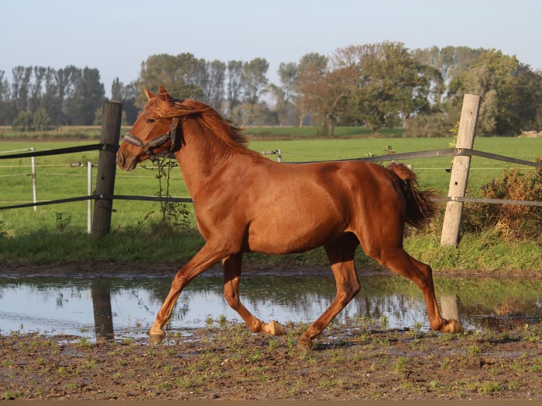 PRE Croisé Jument 2 Ans 164 cm Alezan in Wremen