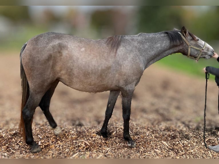 PRE Croisé Jument 2 Ans 164 cm Gris in Langenau