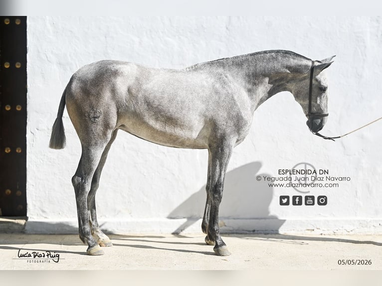 PRE Jument 2 Ans 164 cm Gris moucheté in Arjona