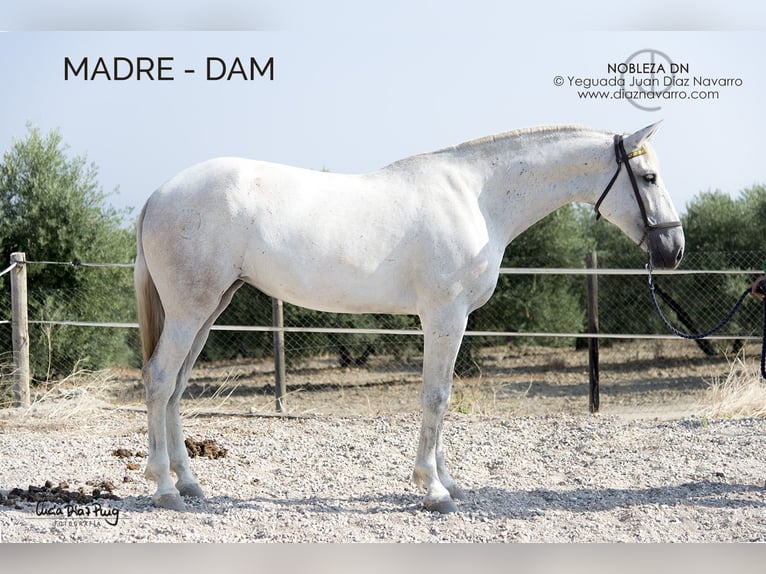 PRE Jument 2 Ans 164 cm Gris moucheté in Arjona