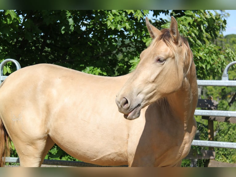 PRE Jument 2 Ans 164 cm Perle in Brauweiler