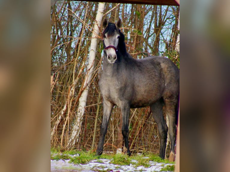 PRE Jument 2 Ans 165 cm Gris in Brandis