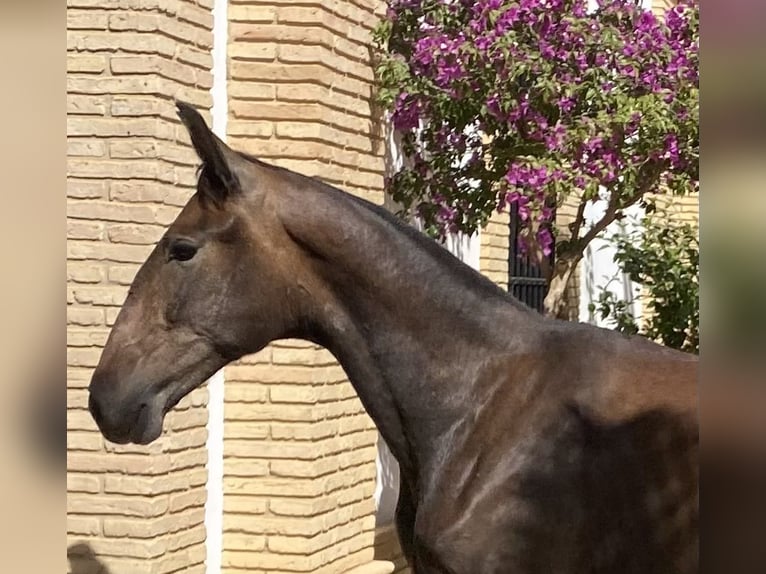 PRE Jument 2 Ans 165 cm Gris in Fuentes De Andalucia