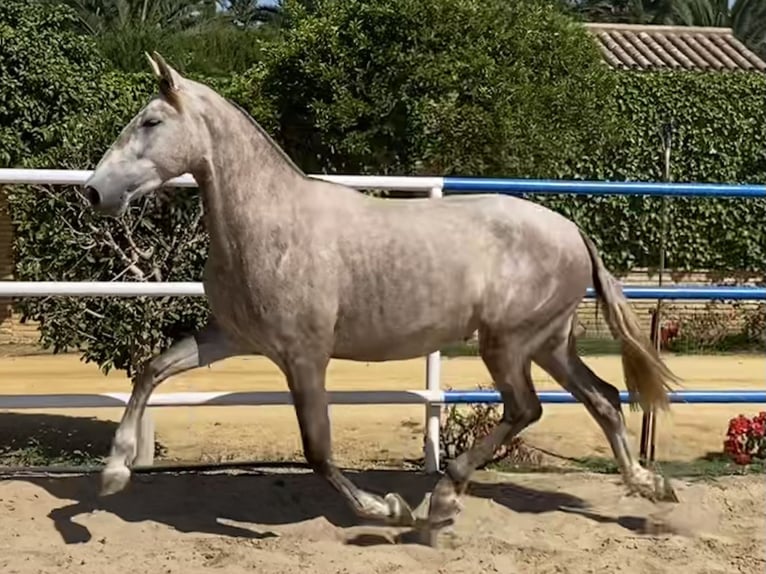 PRE Jument 2 Ans 165 cm Gris in Fuentes De Andalucia