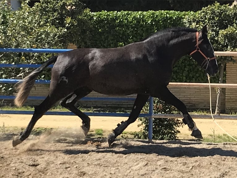 PRE Jument 2 Ans 165 cm Gris in Fuentes De Andalucia