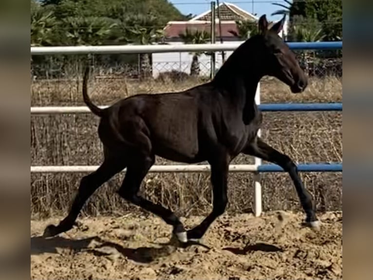 PRE Jument 2 Ans 165 cm Gris in Fuentes De Andalucia