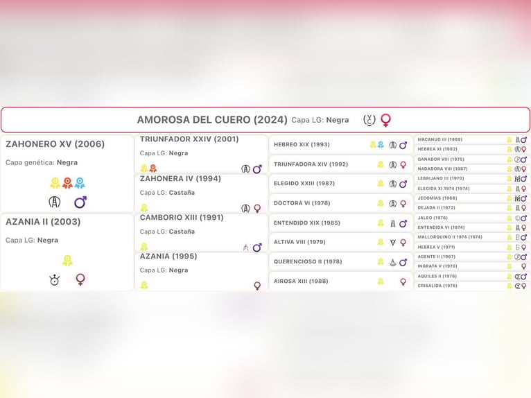 PRE Jument 2 Ans 165 cm Noir in Kefermarkt