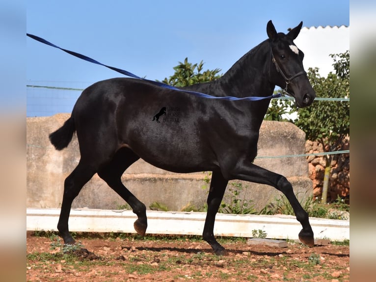 PRE Jument 2 Ans 165 cm Noir in Menorca