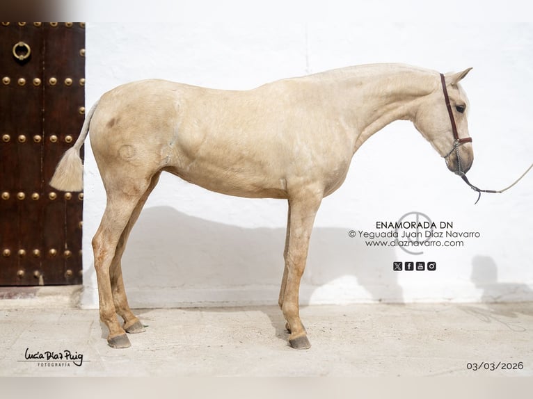PRE Jument 2 Ans 165 cm Palomino in Arjona