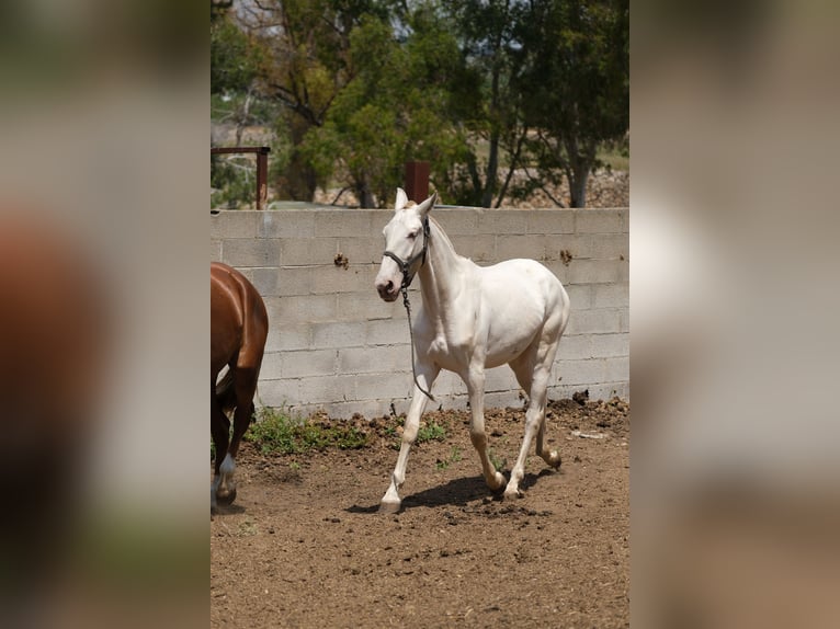 PRE Croisé Jument 2 Ans 165 cm Perlino in Hamburg