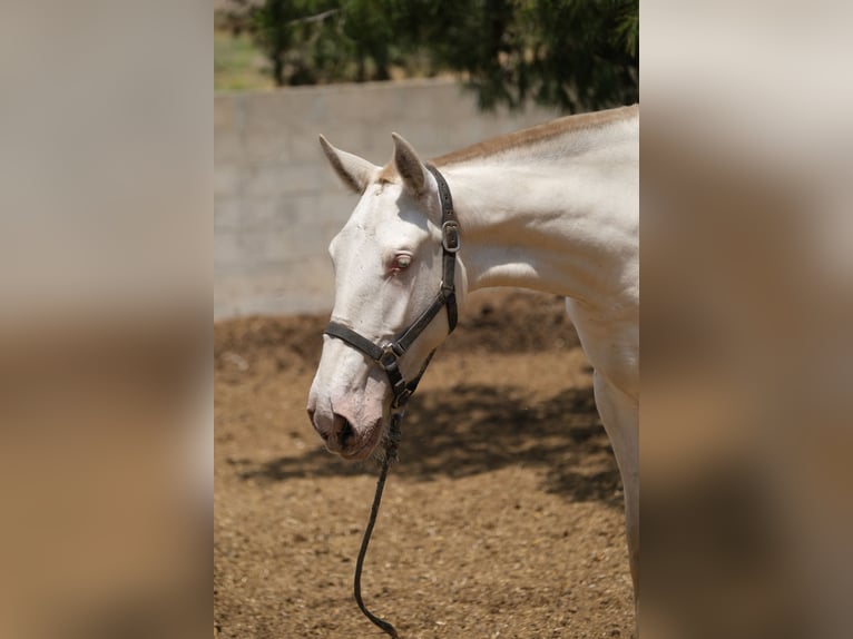 PRE Croisé Jument 2 Ans 165 cm Perlino in Hamburg