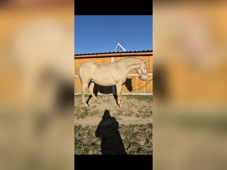 PRE Jument 2 Ans 165 cm Perlino in Tábor