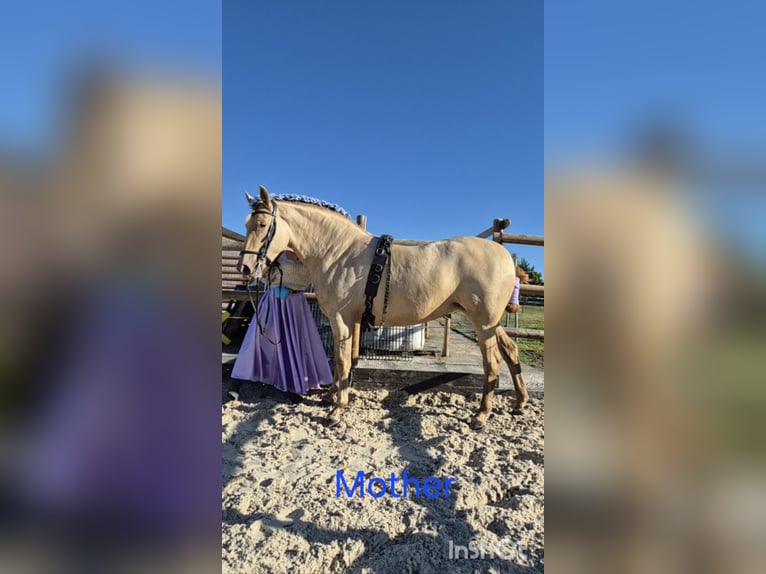 PRE Jument 2 Ans 165 cm Perlino in Tábor