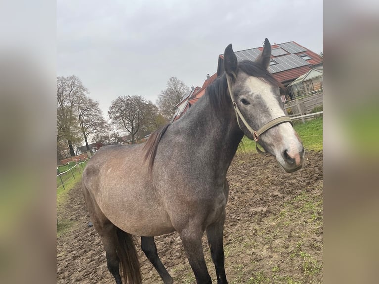 PRE Jument 2 Ans 165 cm Peut devenir gris in Setzingen