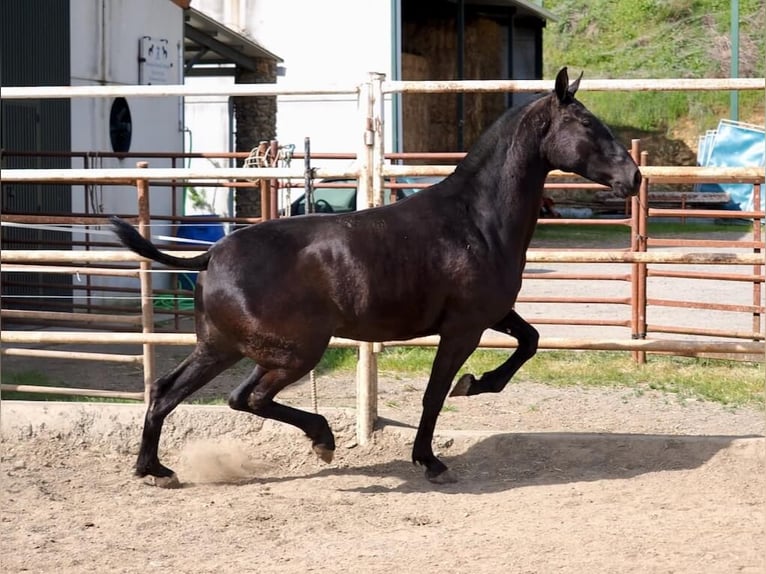 PRE Croisé Jument 2 Ans 166 cm Noir in Navas Del Madroño