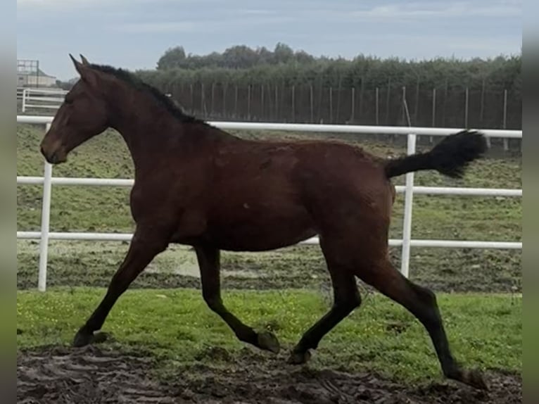 PRE Croisé Jument 2 Ans 167 cm Bai in Fuentes De Andalucia