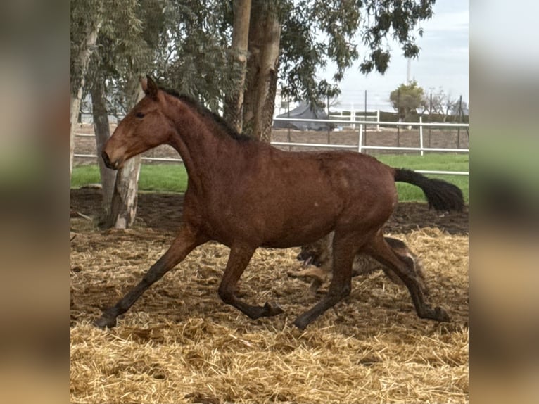 PRE Croisé Jument 2 Ans 167 cm Bai in Fuentes De Andalucia